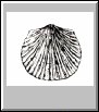 Brachiopod #2