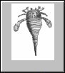 Eurypterid