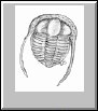 Trilobite #2