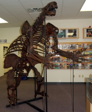 Jefferson Ground Sloth skeleton