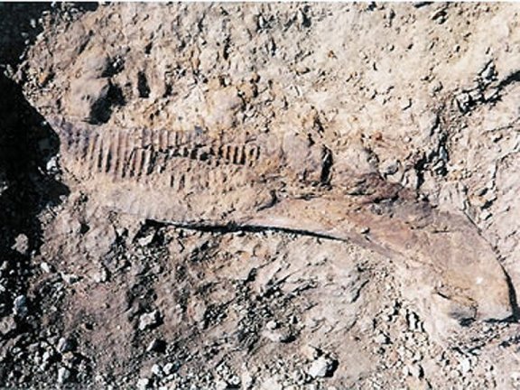 Lower jaw of Edmontosaurus