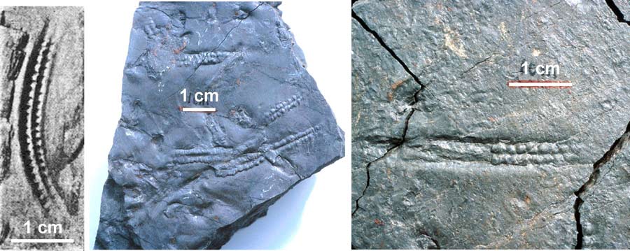 brittle star trace