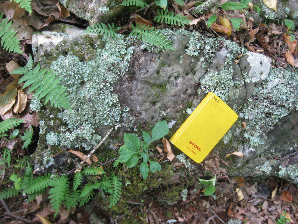 Vertical trace fossils on the top of Williamsport west of Frost, WV