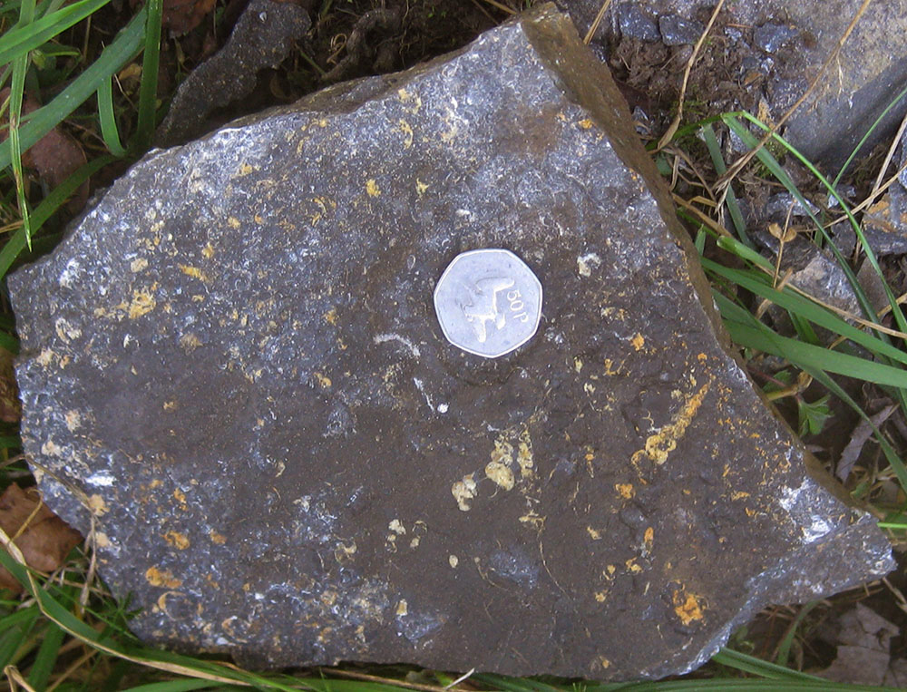 Gastropods in Wills Creek