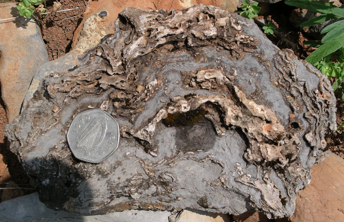 Silicified stromatoporoid from the lower Helderberg Group, Cave Mtn., WV