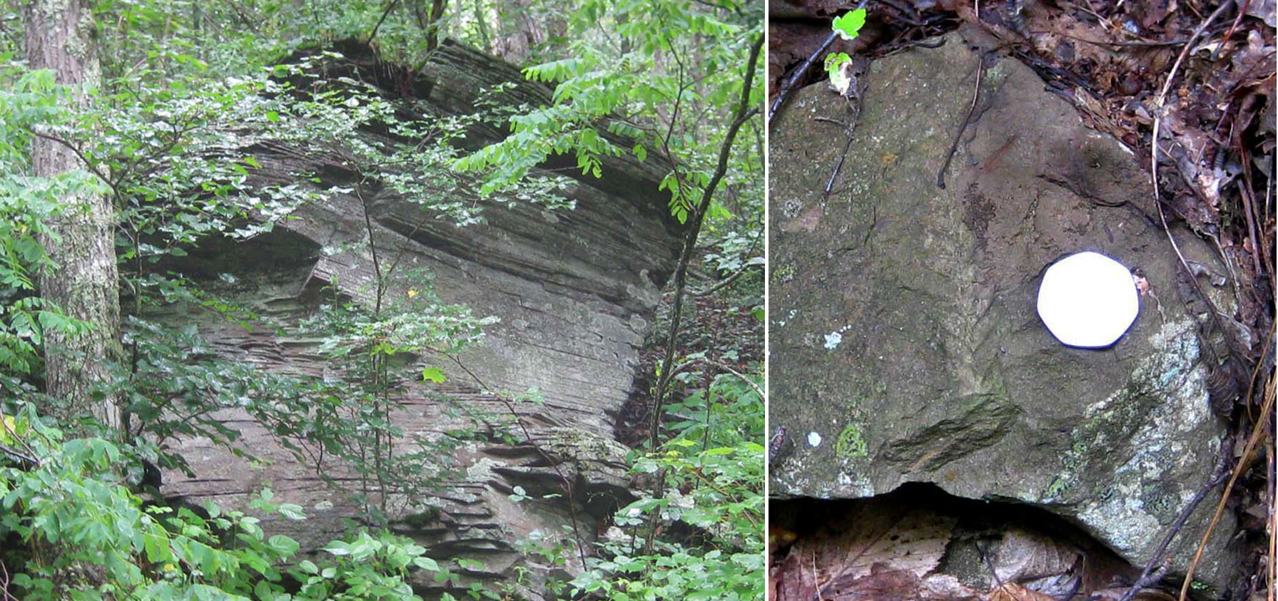 Cross-bedding in Hampshire; Hampshire plant fossil